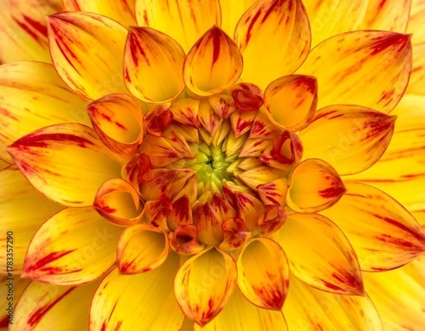 Fototapeta Close-up view of a vibrant yellow dahlia flower with red stripes on its petals