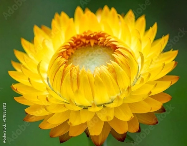 Obraz Close-up view of a vibrant yellow and orange flower in full bloom against a soft green backdrop