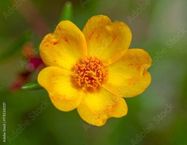 Obraz Close-up view of a vibrant yellow flower with red freckles and a green background