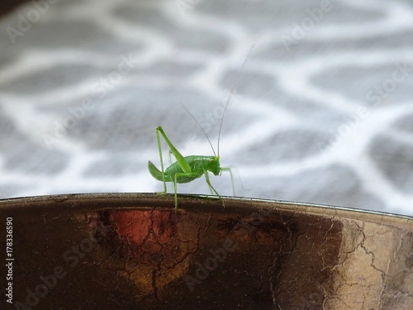 Obraz Grüner Springer