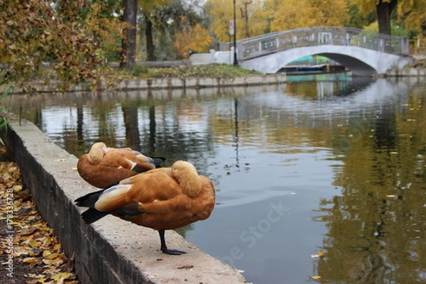 Fototapeta autumn pond