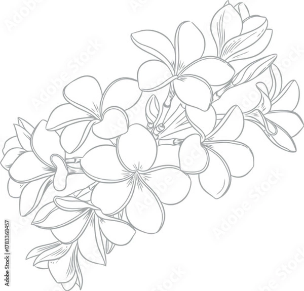 Obraz Delicate outline drawing of a cluster of tropical plumeria flowers