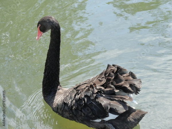 Fototapeta Black Swan