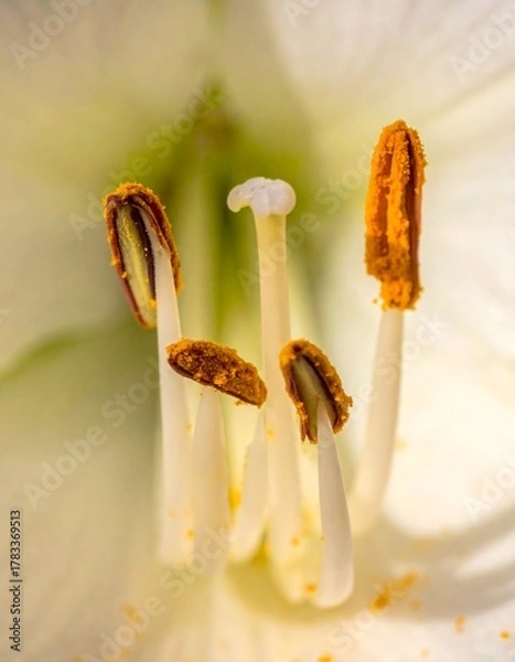 Fototapeta Close-up view of delicate white flower's stamen, showcasing pollen & intricate details