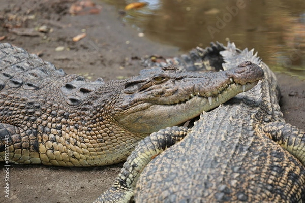 Fototapeta Couple Crocodile