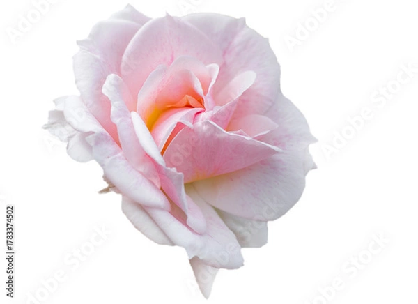 Obraz Single pink rose with elegant petals with subtle shades, on white background