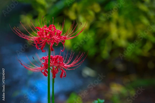 Obraz 
Licorice /Higanbana, the Latin name - Lycoris radiata (bulbous plant of the family Amaryllidaceae). 
In Japanese, the title of this flower - Higanbana (Higanbana). 
