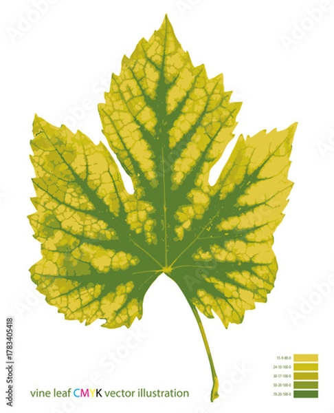 Fototapeta vector illustration of the vine leaf in five CMYK colors
