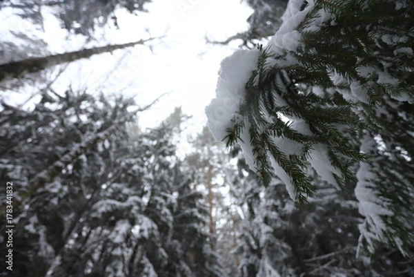 Fototapeta Karakan Pine Forest covered by snow. National forest situated in Siberia. Winter wonderland.