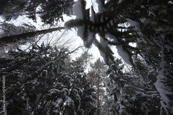 Obraz Karakan Pine Forest covered by snow. National forest situated in Siberia. Winter wonderland.