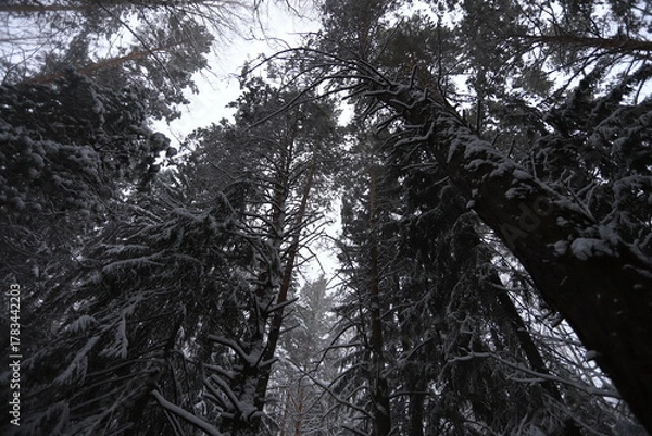 Fototapeta Karakan Pine Forest covered by snow. National forest situated in Siberia. Winter wonderland.