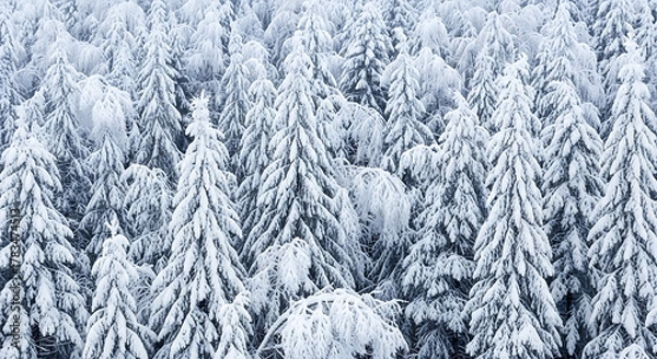 Fototapeta Aerial view of a dense forest covered in fresh white snow during the winter season in the mountains ai generated