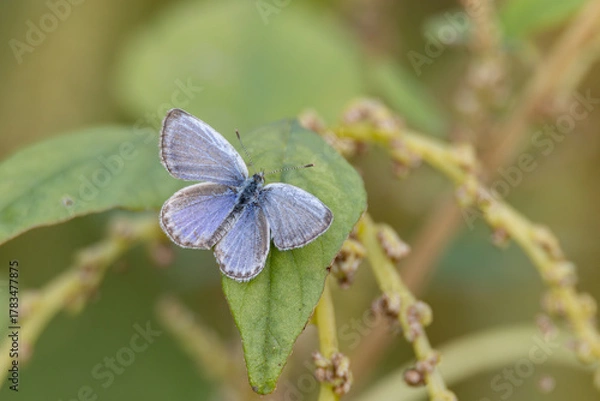 Fototapeta 11月のヤマトシジミ