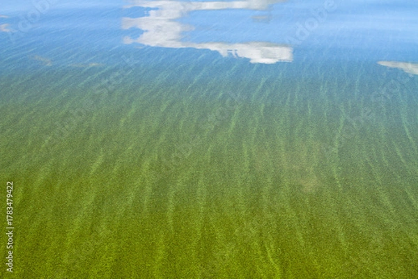 Fototapeta harmful algal bloom