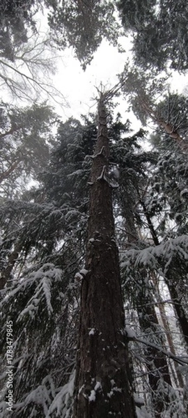 Fototapeta Karakan Pine Forest covered by snow. National forest situated in Siberia. Winter wonderland.