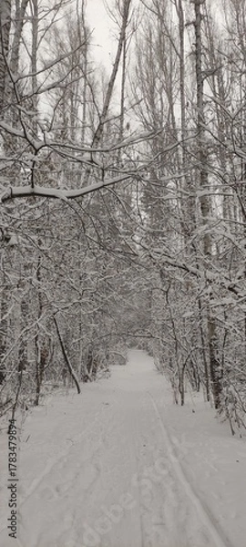 Obraz Karakan Pine Forest covered by snow. National forest situated in Siberia. Winter wonderland.