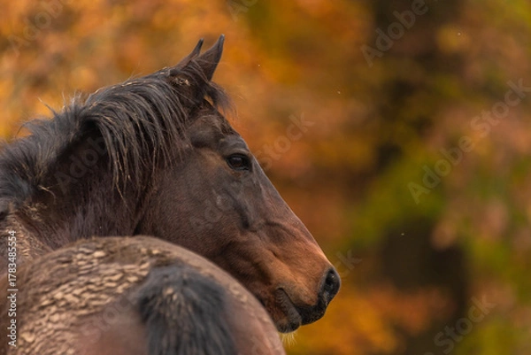 Fototapeta Warmes Pferdepotrait im Herbst