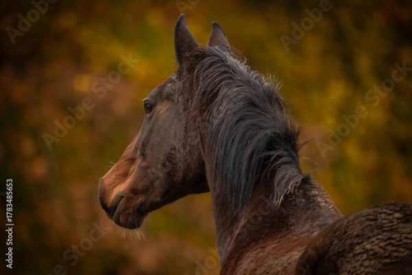 Fototapeta Warmes Pferdepotrait im Herbst