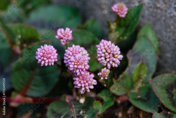 Fototapeta 金平糖のようなヒメツルソバの花