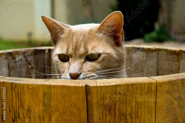 Obraz cat in barrel