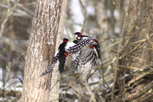 Fototapeta Two great spotted woodpecker males (Dendrocopos major) dueling over territory in springtime, caught in flight, close up, natural conditions, sunny day. Territorial behavior.