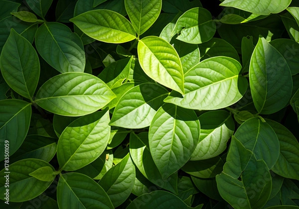 Fototapeta Dark green plants growing in a lush foliage background of tropical leaves like anthurium, epiphytes, or ferns, forming a beautiful green plant wall design in a cloud forest