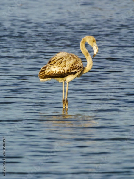 Fototapeta Flamenco juvenil posado en laguna, Aiguamolls de l’Empordà, Cataluña, España, Europa