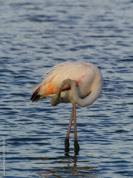 Obraz Flamenco común acicalándose en laguna, Aiguamolls de l’Empordà, Cataluña, España, Europa