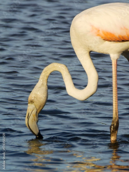Fototapeta Flamenco común filtrando agua en primer plano, Aiguamolls de l’Empordà, Cataluña, España, Europa