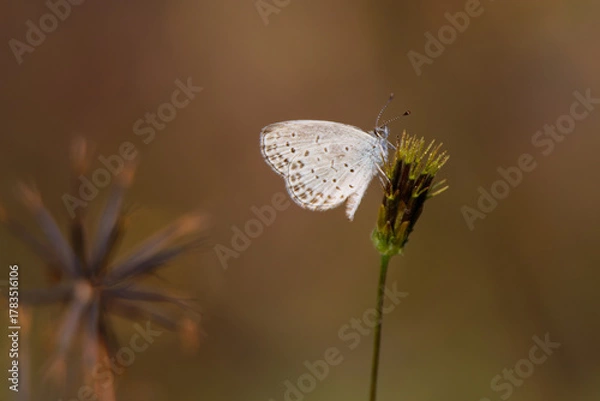 Fototapeta 引っ付き虫とヤマトシジミ