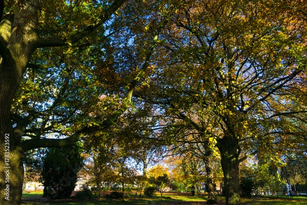 Obraz trees in autumn