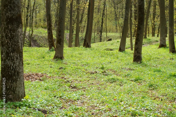 Fototapeta forest in early spring