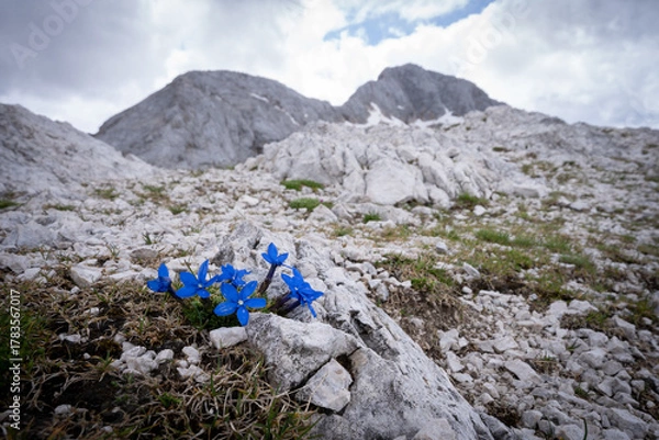 Fototapeta Beautiful alpine wildflowers with rocky mountains in backdrop, Triglav National Park, Slovenia