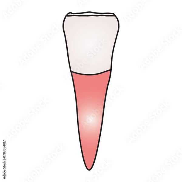 Fototapeta incisor tooth