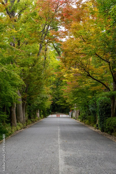 Fototapeta 紅葉が始まった並木道の静かな風景