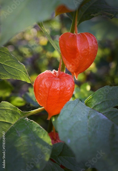 Obraz Physalis close-up