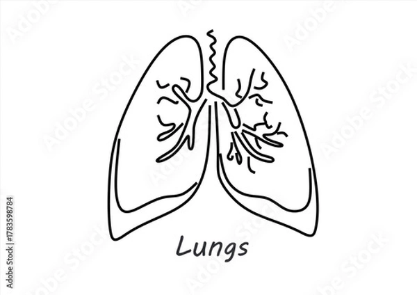 Fototapeta Simple Line Art Drawing of Human Lungs