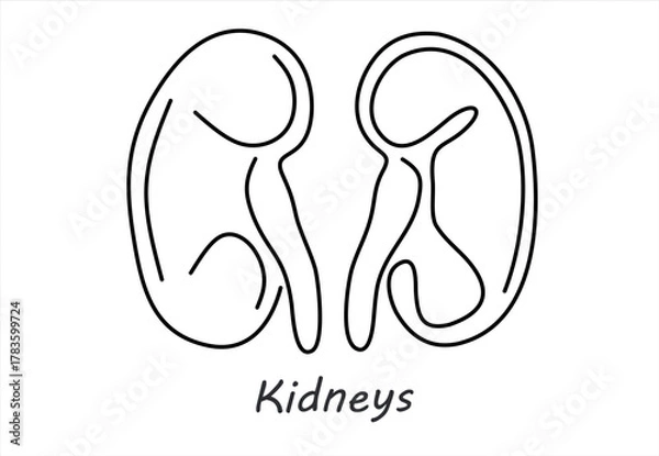 Fototapeta Line Art Drawing of Human Kidneys