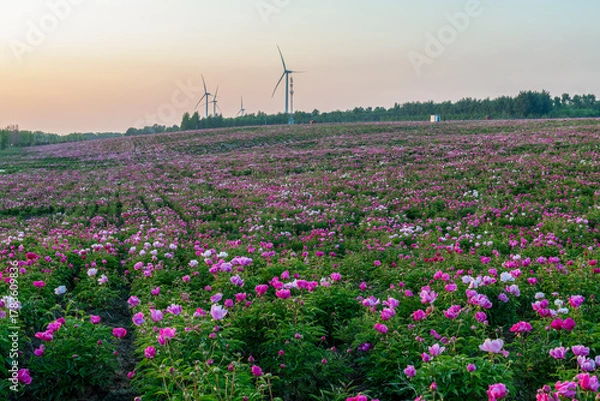 Fototapeta The peony fields at Chagan Lake, Songyuan City, Jilin Province, China