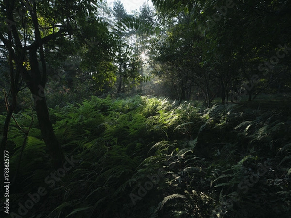 Obraz 光が差し込む森