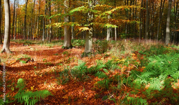 Obraz Autumn forest with colorful foliage, sunlight through trees and green ferns on the forest floor