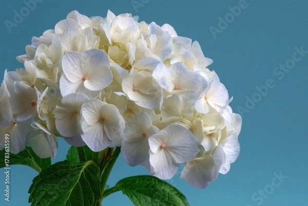 Obraz White and pale blue hydrangea flower cluster green leaves