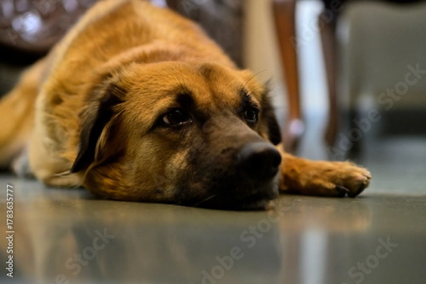 Obraz portrait of a dog