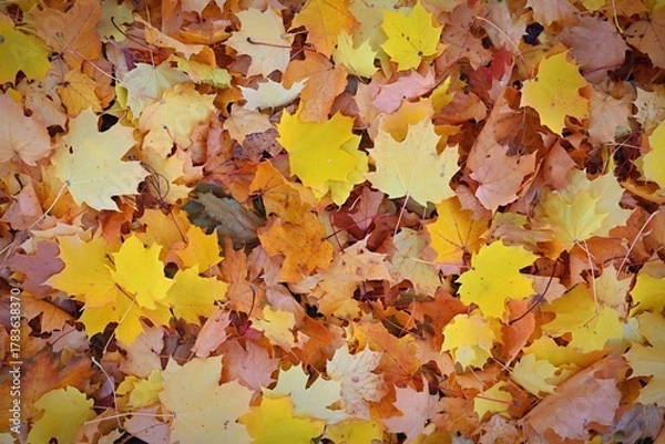 Fototapeta Autumn background. Beautiful colorful leaves in nature with the sun. Seasonal concept outdoors in autumn park.