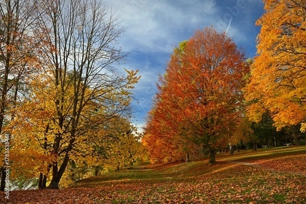 Fototapeta Autumn background with colorful trees. Nature with landscape. Seasonal concept for fall.