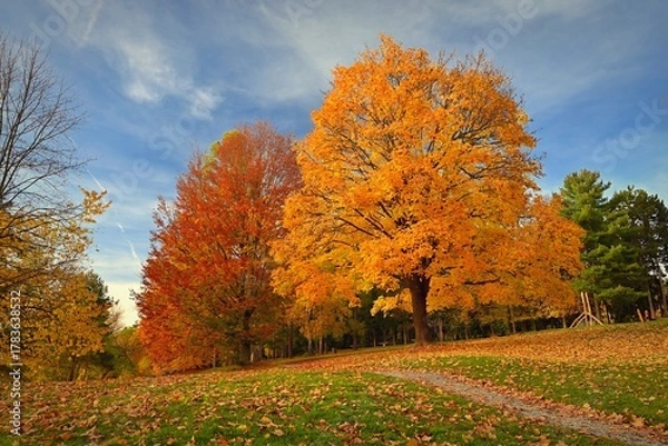 Fototapeta Autumn background with colorful trees. Nature with landscape. Seasonal concept for fall.