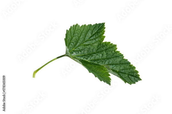 Obraz Currant leaf