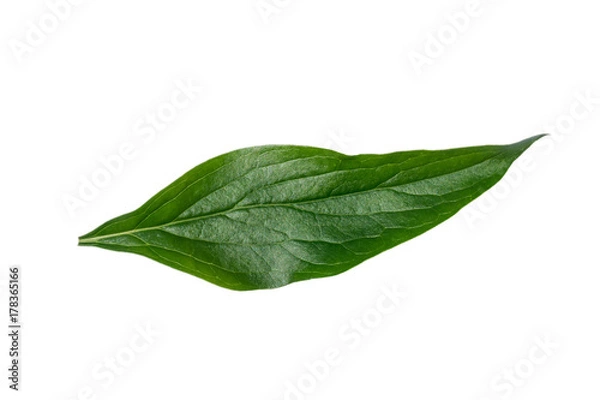 Obraz Peony leaf