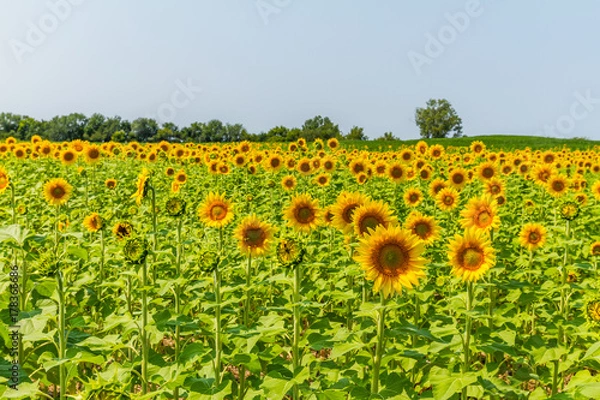 Fototapeta Sunflowers