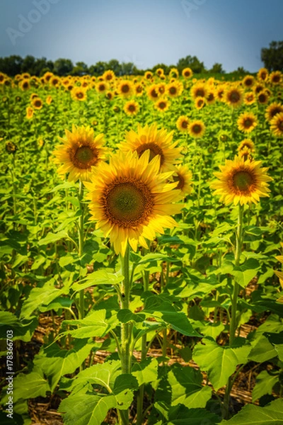 Fototapeta Sunflowers